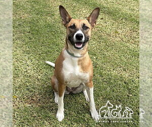 Basenji-German Shepherd Dog Mix Dogs for adoption in Irvine, CA, USA