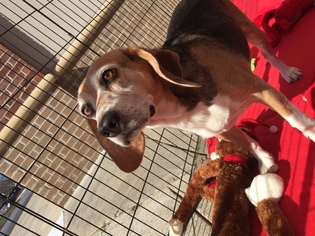 Beagle Dogs for adoption in Waleska, GA, USA