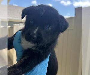 Siberian Husky-Unknown Mix Dogs for adoption in San Antonio, TX, USA