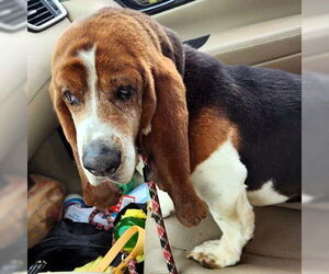 Basset Hound Dogs for adoption in Deepwater, NJ, USA