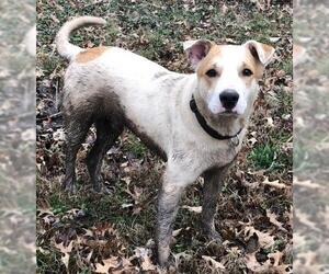 American Pit Bull Terrier-German Shorthaired Pointer Mix Dogs for adoption in Coweta, OK, USA