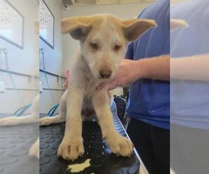 Siberian Husky-Unknown Mix Dogs for adoption in Camarillo, CA, USA