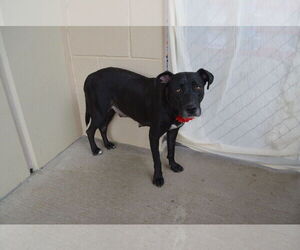 Labrador Retriever-Unknown Mix Dogs for adoption in McKinney, TX, USA