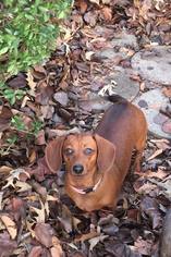 Dachshund Dogs for adoption in Lindale , TX, USA