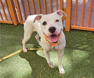 American Pit Bull Terrier-Unknown Mix Dogs for adoption in Las Vegas, NV, USA