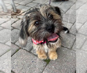 Mutt Dogs for adoption in Germantown, OH, USA
