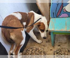 American Staffordshire Terrier-Unknown Mix Dogs for adoption in San Antonio, TX, USA