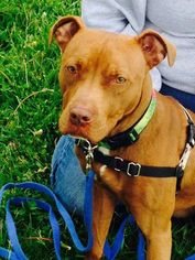 American Pit Bull Terrier Dogs for adoption in Buffalo, NY, USA