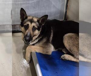 German Shepherd Dog Dogs for adoption in Bakersfield, CA, USA