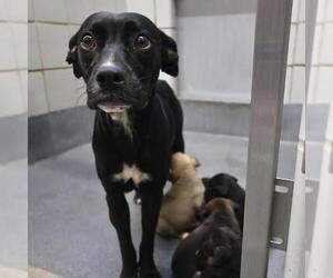 Labrador Retriever-Unknown Mix Dogs for adoption in San Antonio, TX, USA