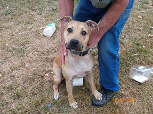 American Pit Bull Terrier-Labrador Retriever Mix Dogs for adoption in Hull, MA, USA