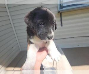 Labrador Retriever-Unknown Mix Dogs for adoption in Houston, TX, USA