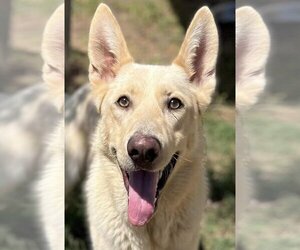 German Shepherd Dog Dogs for adoption in Phoenix, AZ, USA