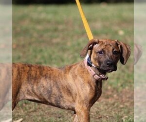 American Pit Bull Terrier-Unknown Mix Dogs for adoption in Conway, AR, USA
