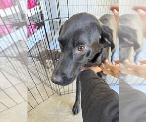 Labrador Retriever Dogs for adoption in DISCOVERY BAY, CA, USA