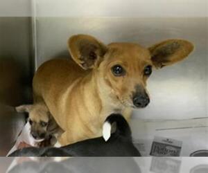 Chihuahua-Unknown Mix Dogs for adoption in Visalia, CA, USA