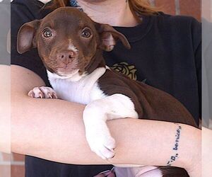 Rat-Cha Dogs for adoption in Carrollton, TX, USA