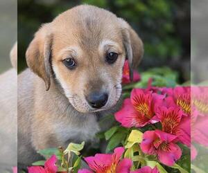 Labrador Retriever-Unknown Mix Dogs for adoption in San Diego, CA, USA