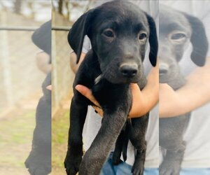 Labrador Retriever Dogs for adoption in Parlier, CA, USA