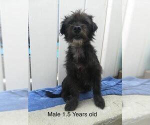 Tibetan Terrier Dogs for adoption in Menifee, CA, USA
