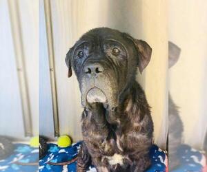 Mastiff Dogs for adoption in Whitestone, NY, USA
