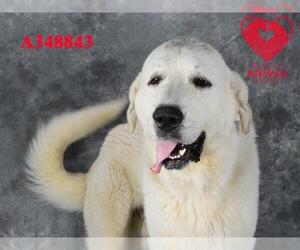 Great Pyrenees Dogs for adoption in Stockton, CA, USA