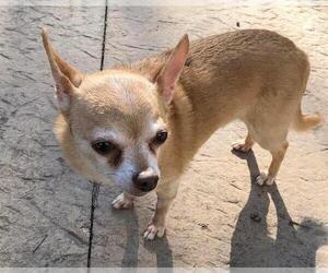 Chihuahua Dogs for adoption in Rochester, MN, USA