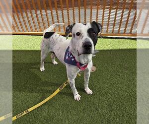 Mutt Dogs for adoption in Las Vegas, NV, USA