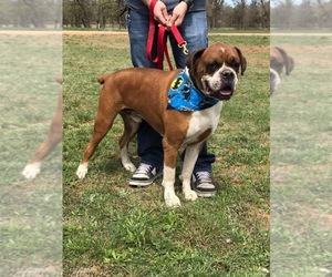 Boxer Dogs for adoption in Pipe Creek, TX, USA