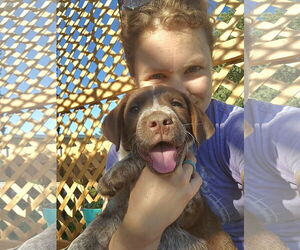 German Shorthaired Lab Dogs for adoption in Sandy, UT, USA