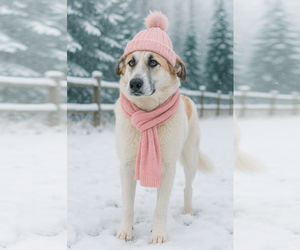 Golden Pyrenees Dogs for adoption in Mt. Laurel, NJ, USA