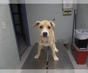 Mutt Dogs for adoption in Augusta, GA, USA