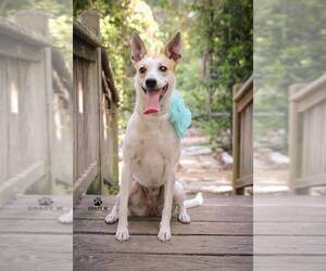 Basenji-Whippet Mix Dogs for adoption in Clifton, TX, USA