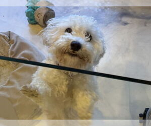 Poodle (Miniature)-Unknown Mix Dogs for adoption in Sanford, FL, USA