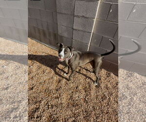 American Pit Bull Terrier-Unknown Mix Dogs for adoption in Chandler, AZ, USA