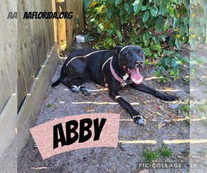Labrador Retriever-Unknown Mix Dogs for adoption in Pensacola, FL, USA