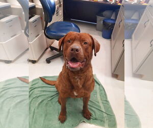 Chesapeake Bay Retriever-French Mastiff Mix Dogs for adoption in Mt. Gilead, OH, USA