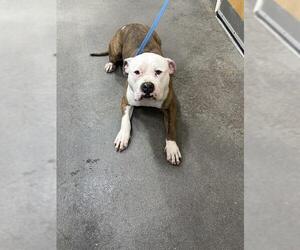 American Bulldog-Unknown Mix Dogs for adoption in Forestville, MD, USA