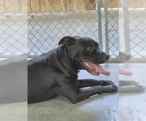 Mutt Dogs for adoption in Temple, TX, USA