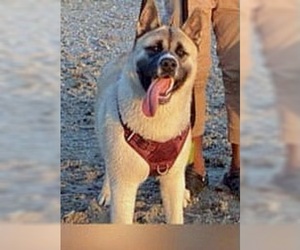Akita Dogs for adoption in Staten Island, NY, USA