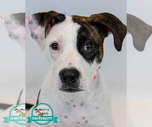 Boxer-Unknown Mix Dogs for adoption in Kennesaw, GA, USA