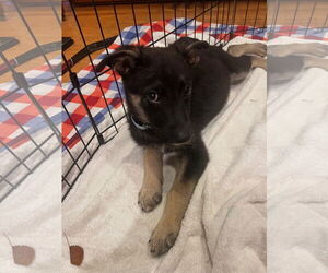 Shepradors Dogs for adoption in Princeton, MN, USA