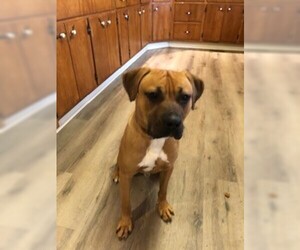 Boxer Dogs for adoption in Wheaton, IL, USA