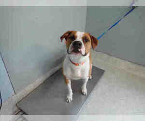 Bulloxer Dogs for adoption in Tallahassee, FL, USA