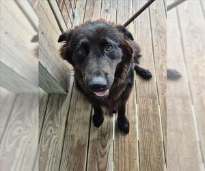 Mutt Dogs for adoption in Texas City, TX, USA