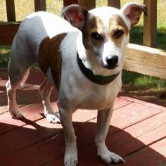 Jack Russell Terrier-Unknown Mix Dogs for adoption in Clatskanie, OR, USA
