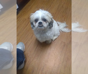Shih Tzu Dogs for adoption in Rochester, NY, USA