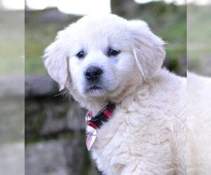 Golden Retriever Dogs for adoption in Germanton, TN, USA