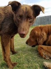 Labrador Retriever Dogs for adoption in Killeen, TX, USA