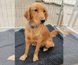 Golden Retriever Dogs for adoption in Cottonwood, AZ, USA